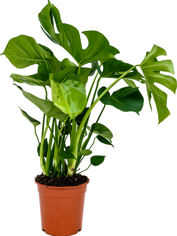 Shade-loving Swiss Cheese Plant Monstera deliciosa Indoor House Plants