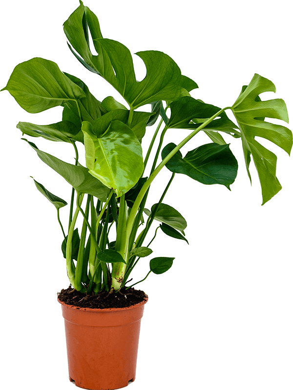 Shade-loving Swiss Cheese Plant Monstera deliciosa Indoor House Plants