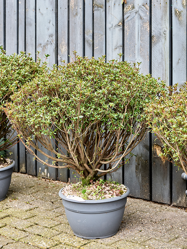 Azalea japonica 'Aladdin Scout'