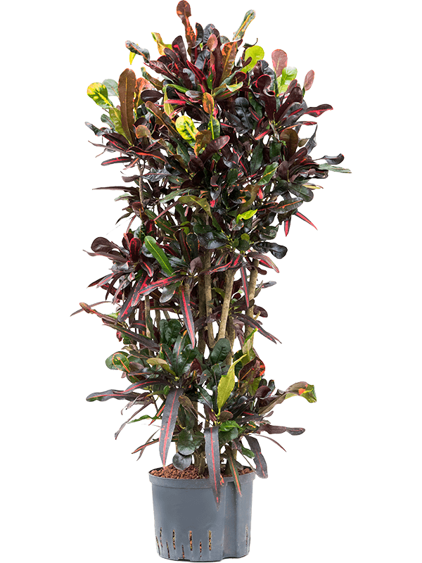 Striking Croton (Codiaeum) variegatum 'Mammi' Indoor House Plants