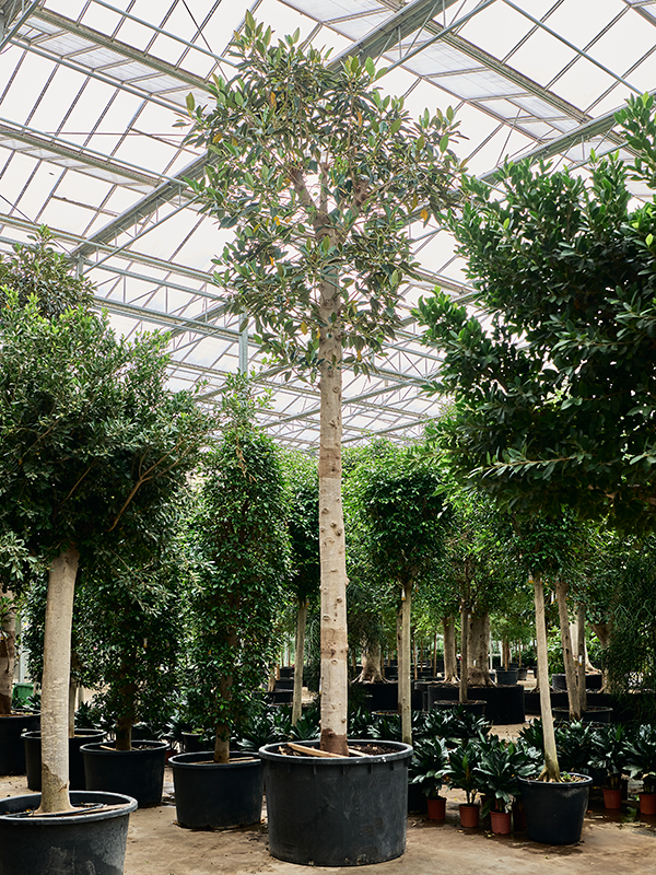 Lush Moreton Bay Fig Ficus macrophylla Tall Indoor House Plants Trees