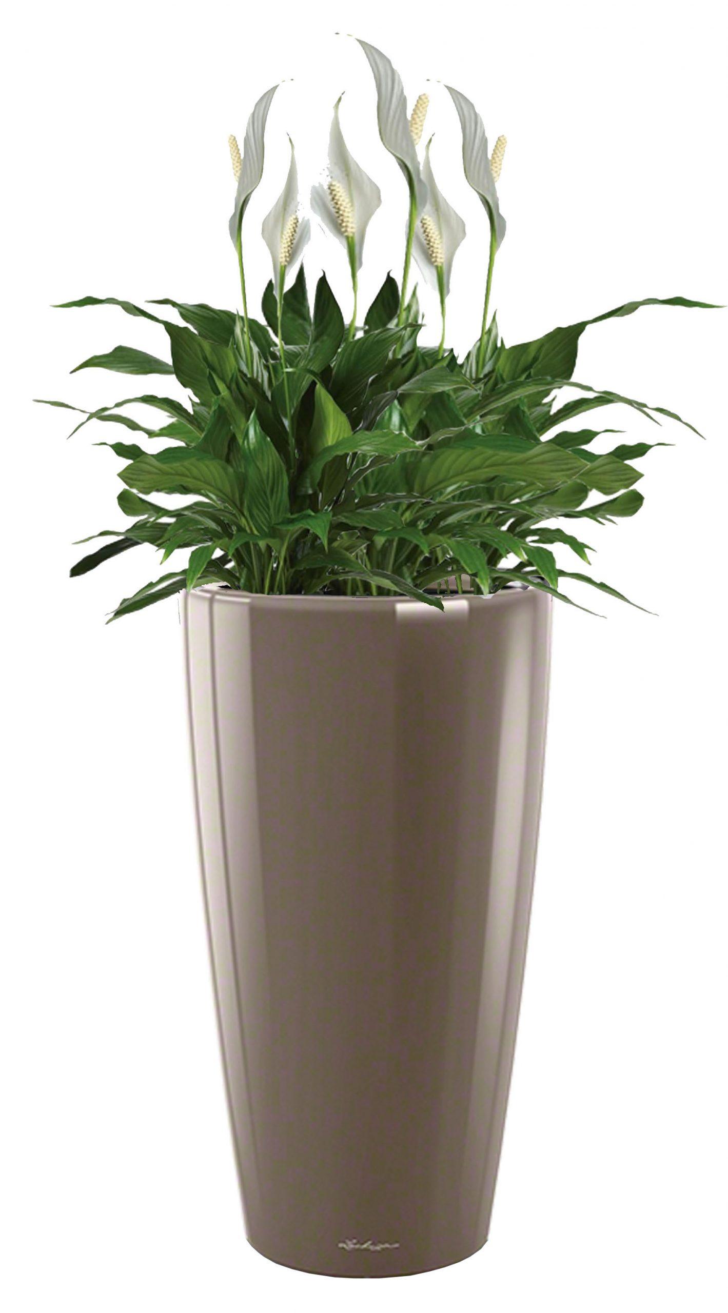 Blooming Spathiphyllum Chopin Lux in LECHUZA RONDO Self-watering Planter, Total Height 140 cm