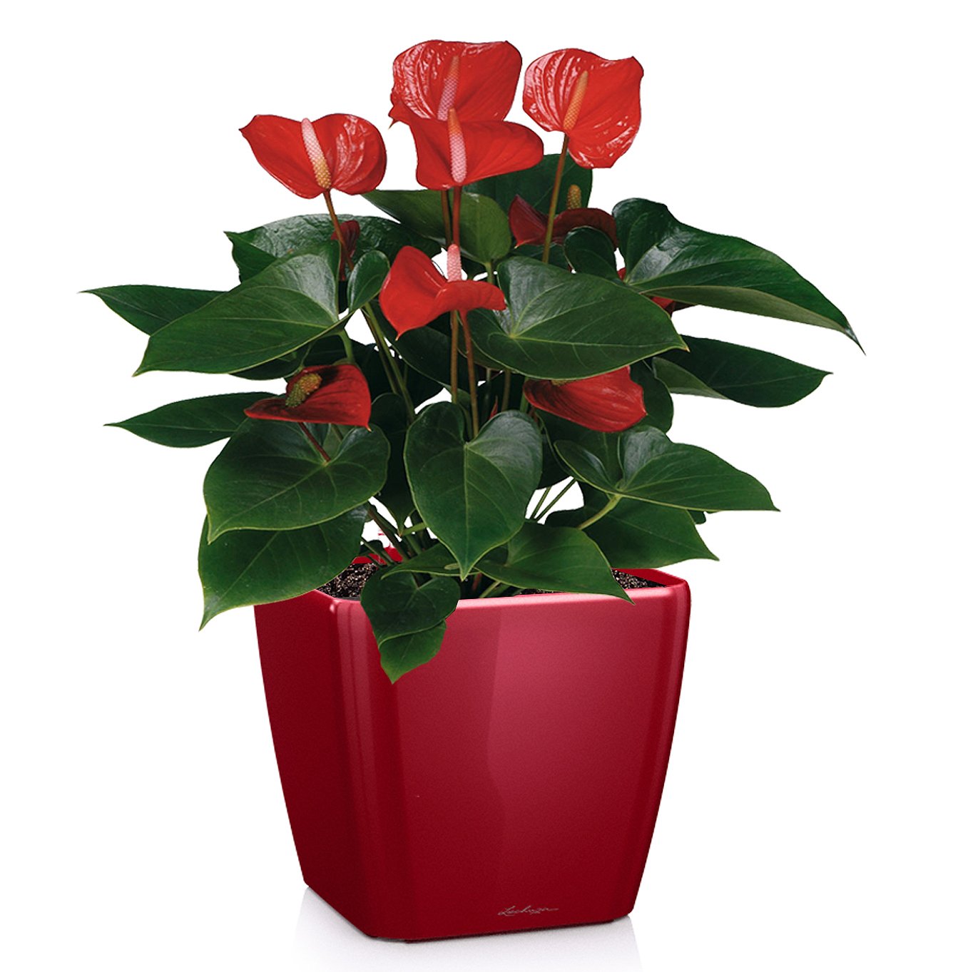 LECHUZA Quadro LS Square Poly Resin Self-watering Planter