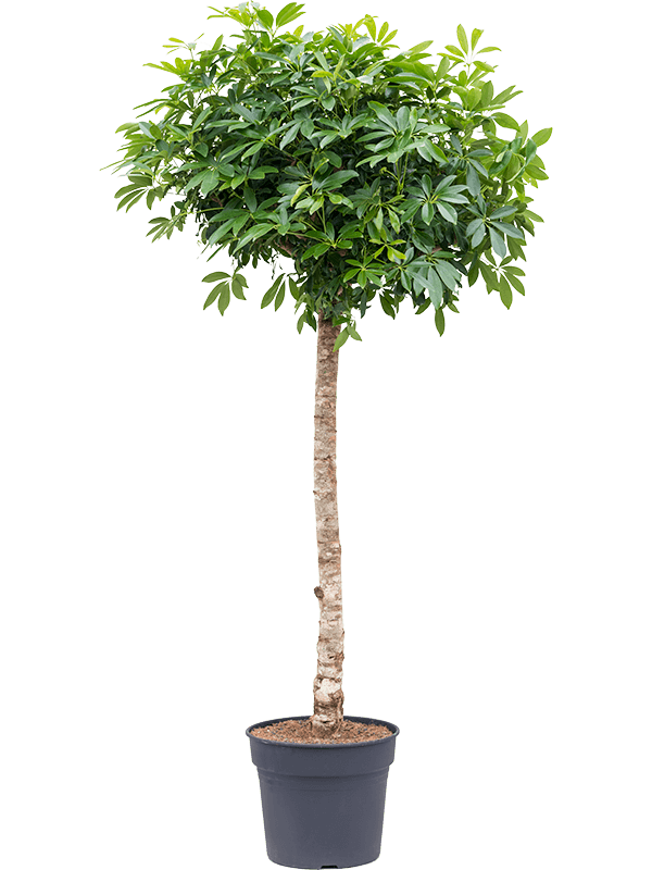Easy-Care Umbrella Tree Schefflera arboricola 'Compacta' Tall Indoor House Plants Trees
