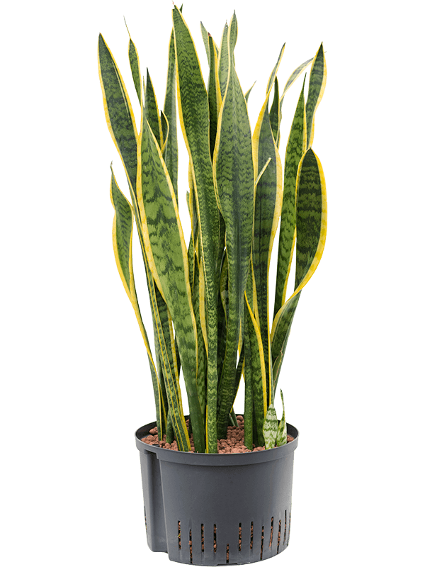Elegant Snake Plant Sansevieria trifasciata 'Laurentii' Indoor House Plants