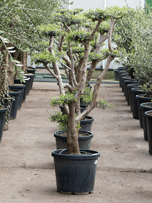 Showy Olive Olea europaea