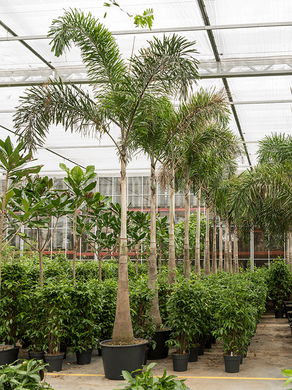 Tropical Foxtail Palm Wodyetia bifurcata Indoor House Plants
