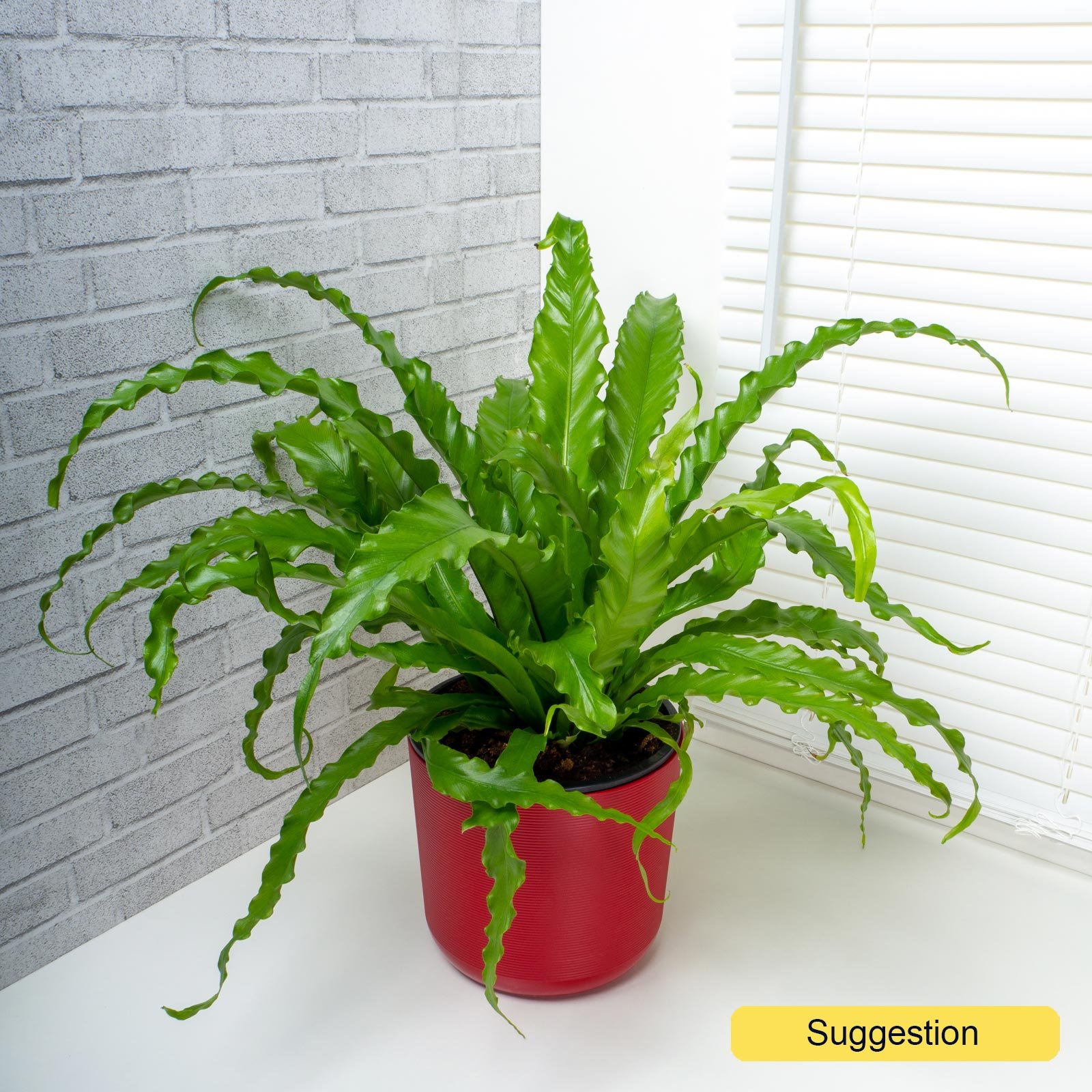Fancy Birds Nest Fern Asplenium antiquum 'Osaka' Indoor House Plants