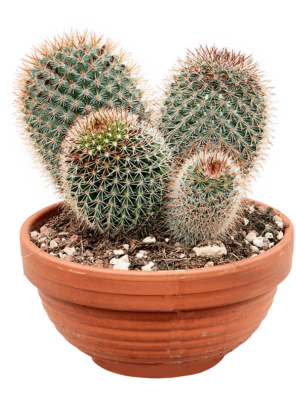 Lemon Ball Cactus Mammillaria pringlei Indoor House Plants