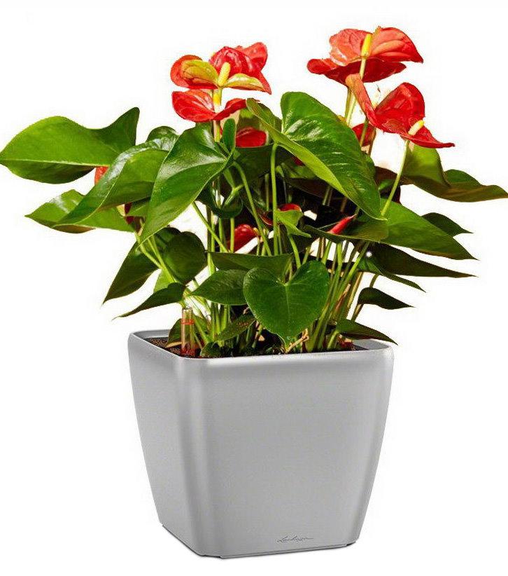 Blooming Anthurium Andraeanum Scarlet in LECHUZA QUADRO LS Self-watering Planter, Total Height 50 cm