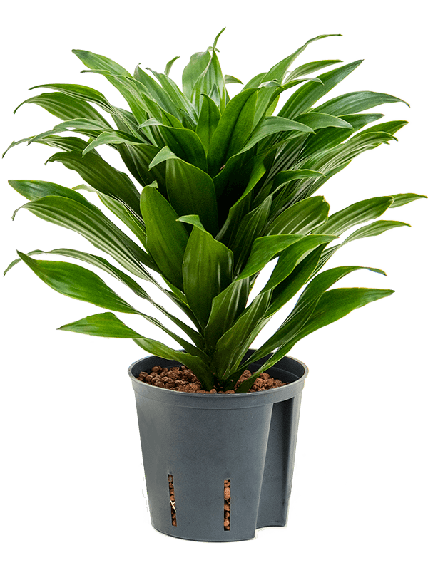 Easy-Care Corn Plant Dracaena fragrans 'Compacta' Indoor House Plants