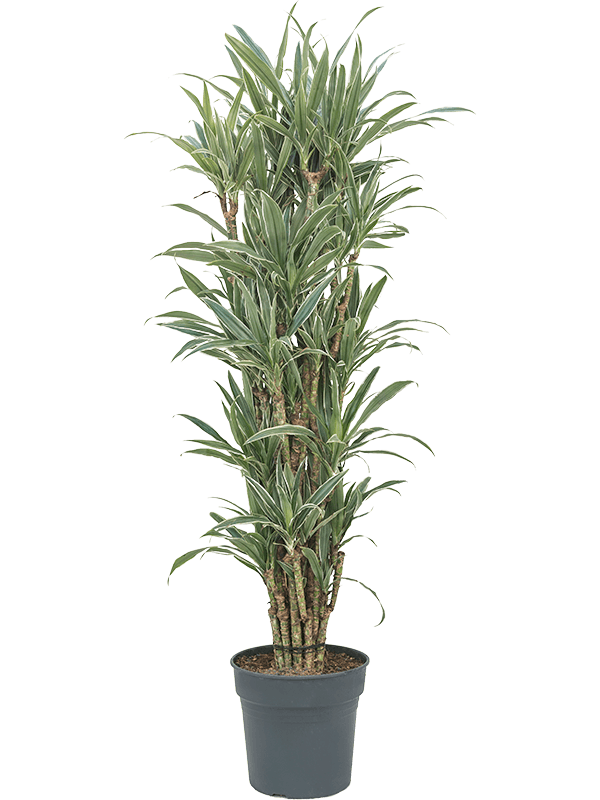 Insta-friendly Dracaena deremensis 'Warneckei' Tall Indoor House Plants Trees