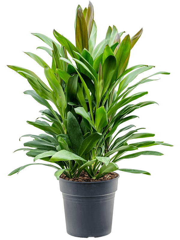 Vibrant Ti Plant Cordyline fruticosa' Glauca' Indoor House Plants