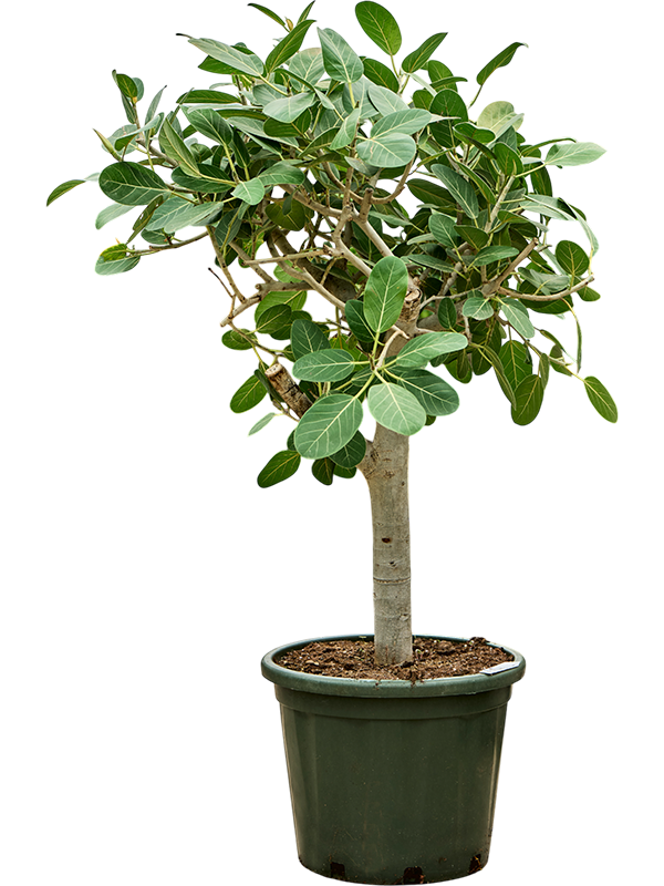 Lush Banyan Fig Ficus benghalensis 'Audrey' Indoor House Plants