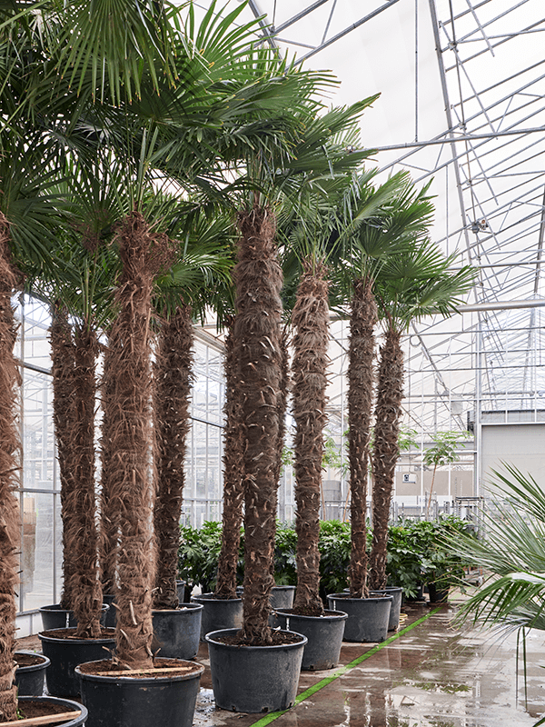 Windmill Palm Tree Trachycarpus fortunei