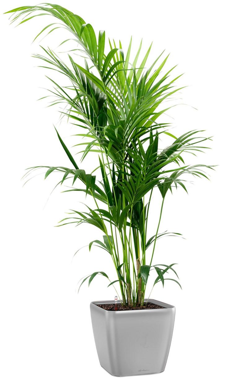 Howea Forsteriana in LECHUZA QUADRO LS Self-watering Planter, Total Height 160 cm
