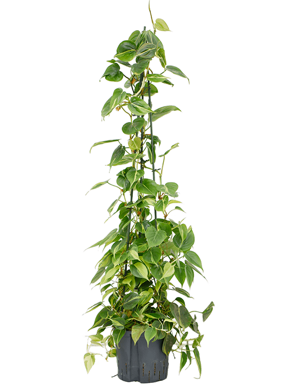 Lush Heart-Leaf Philodendron scandens 'Brasil' Indoor House Plants
