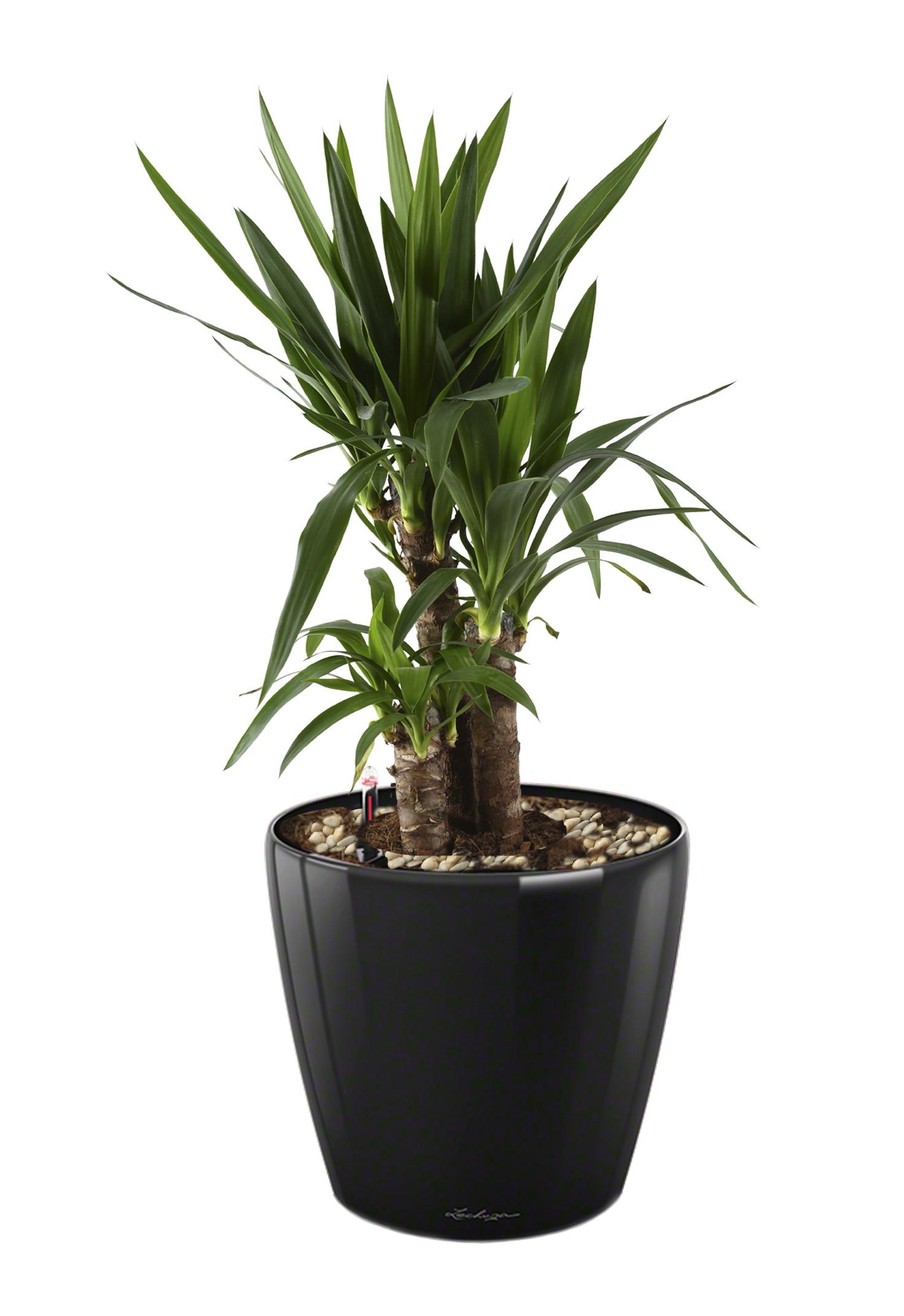 Yucca in LECHUZA CLASSICO LS Self-watering Planter, Total Height 80 cm