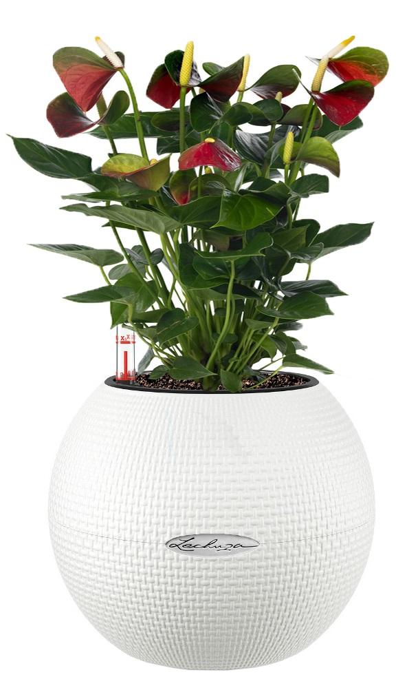 Blooming Anthurium Baby Boomer in LECHUZA-PURO Self-watering Planter, Total Height 35 cm