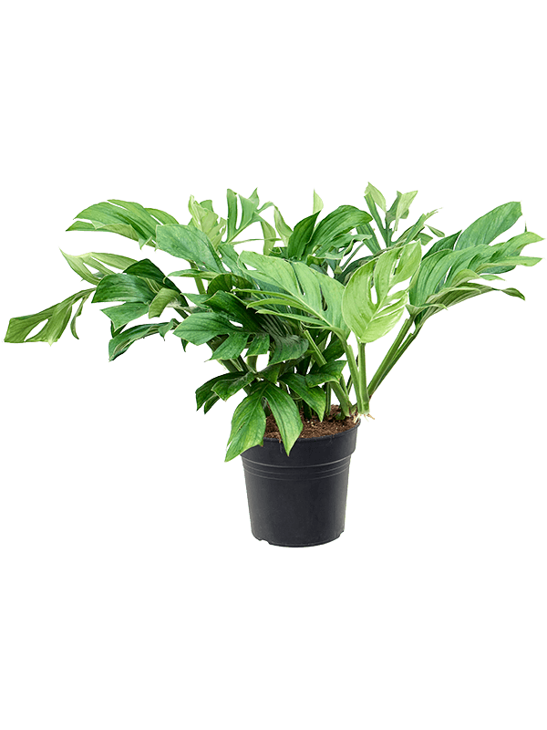 Shade-loving Monkey Leaf Monstera pinnatipartita Indoor House Plants