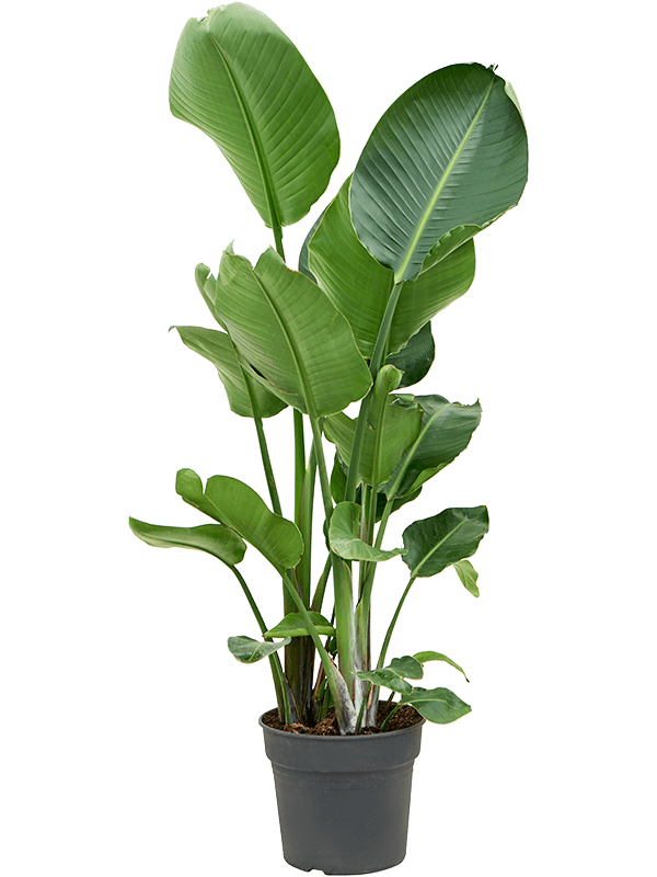 Tropical Bird of Paradise Strelitzia nicolai Indoor House Plants