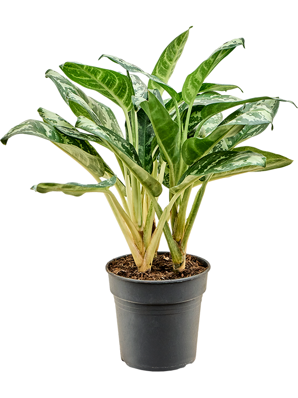 Aglaonema 'Amazon Silver'