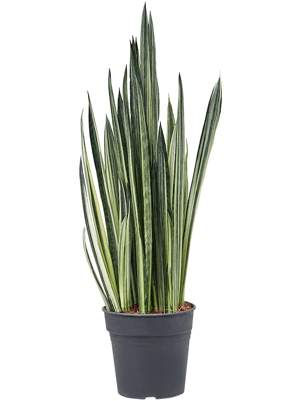 Easy-Care Snake Plant Sansevieria trifasciata 'Bantel' Indoor House Plants