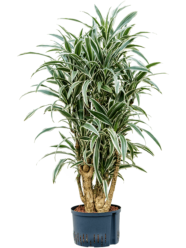 Graceful Dragon Tree Dracaena deremensis 'White Stripe' Indoor House Plants