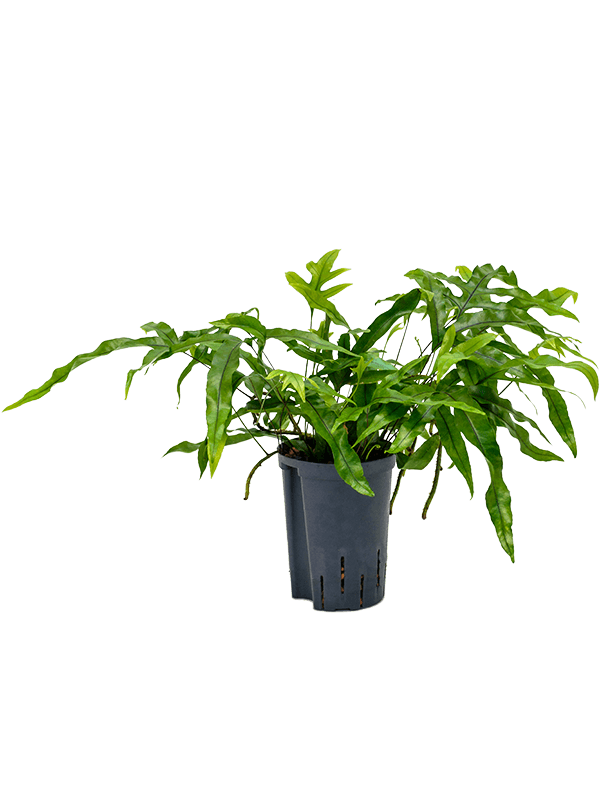 Easy-Care Kangaroo Foot Fern Microsorum diversifolium Indoor House Plants