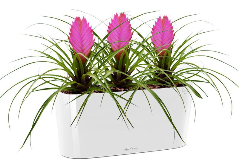 Blooming Tillandsia in LECHUZA DELTA Self-watering Planter, Total Height 35 cm