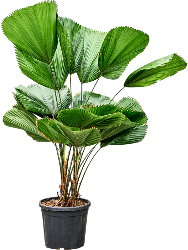 Lush Ruffled Fan Palm Licuala grandis Tall Indoor House Plants Trees