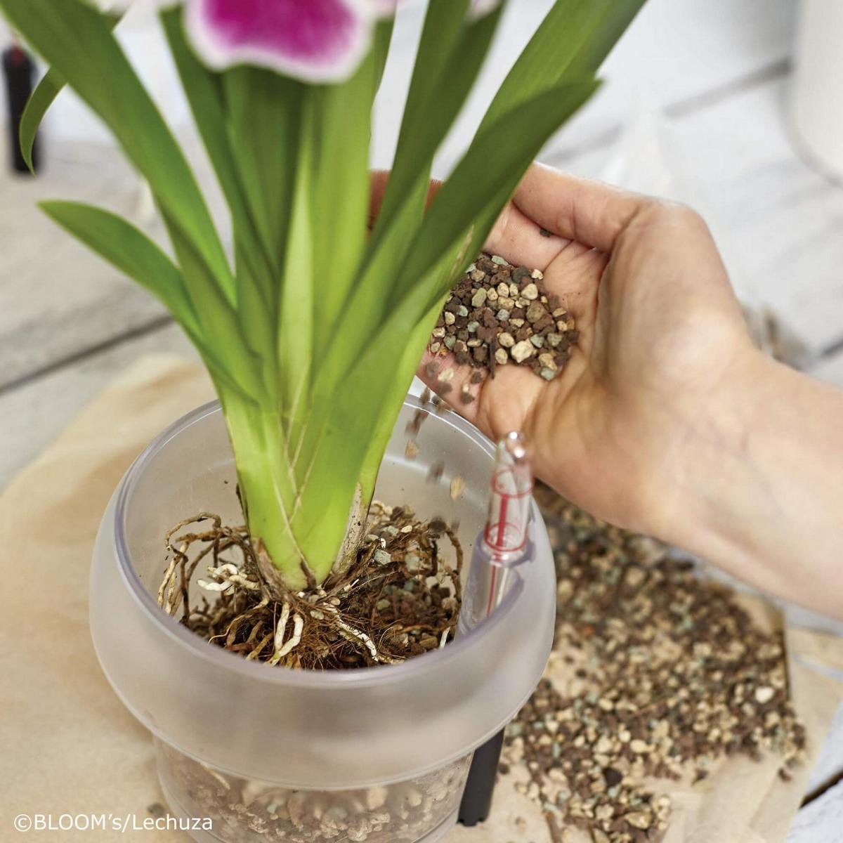 LECHUZA ORCHIDPON Orchid Potting Mix Organic Peat-Free Orchid Compost
