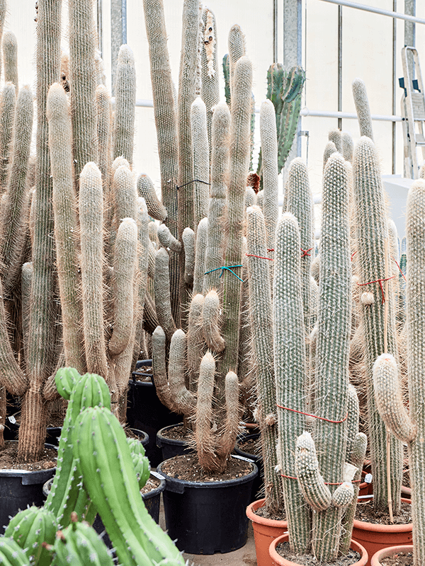 Easy-Care Old Man Cactus Espostoa lanata Indoor House Plants
