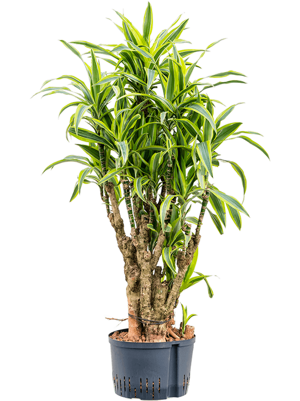 Colorful Corn Plant Dracaena fragrans 'Lemon Lime' Tall Indoor House Plants Trees
