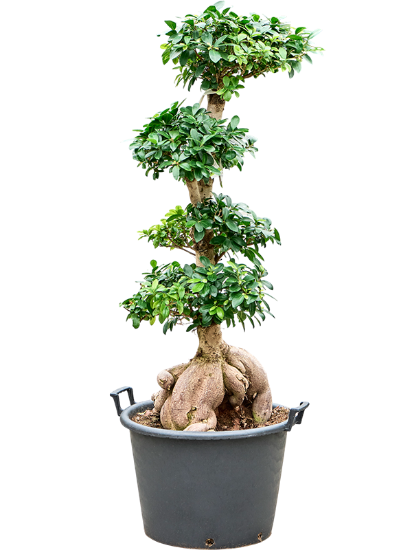 Cute Chinese Banyan Ficus microcarpa 'Ginseng' Indoor House Plants