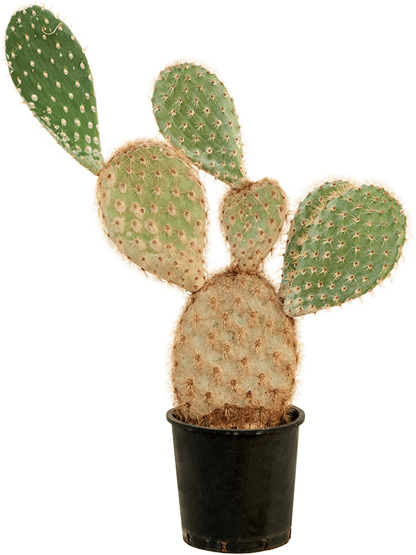 Easy-Care Prickly Pear Cactus Opuntia galapageia (60-80) Indoor House Plants