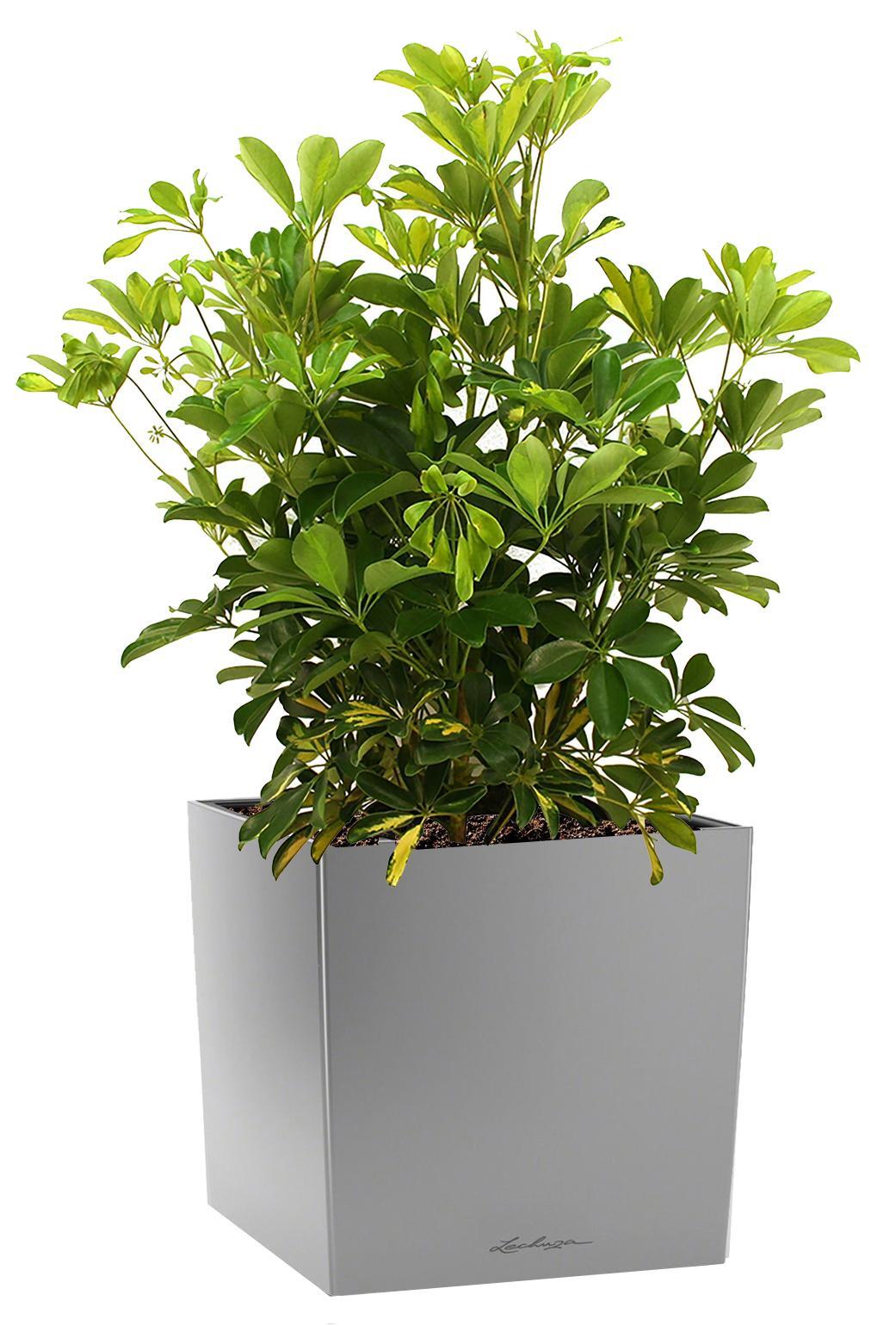 Schefflera in LECHUZA CUBE Self-watering Planter, Total Height 65 cm