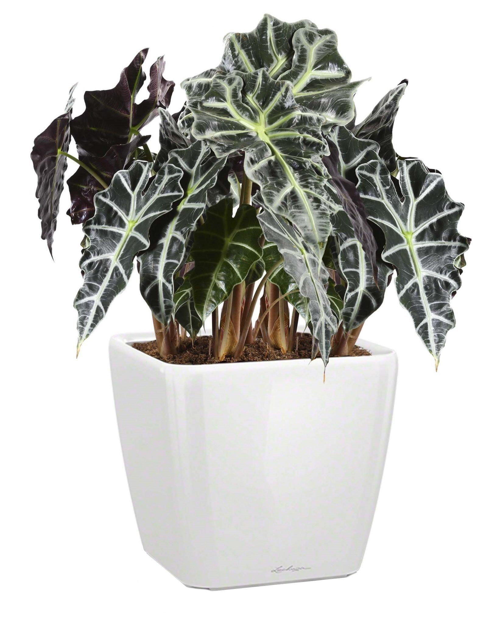 Alocasia Polly in LECHUZA QUADRO LS Self-watering Planter, Total Height 70 cm