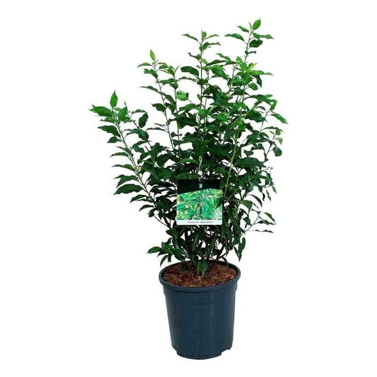Lush Portugal Laurel Prunus lusitanica 'Angustifolia' Outdoor Plants