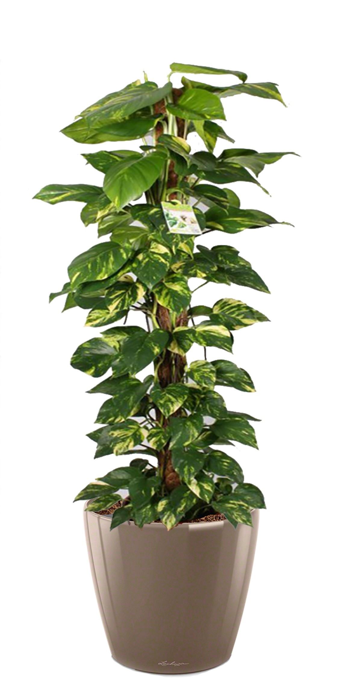 Easy-Care Fern Epipremnum aureum Golden Pothos in LECHUZA CLASSICO LS Self-watering Planter, Total Height 160 cm Indoor House Plants