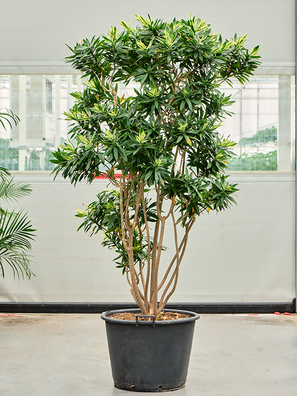 Colorful Pleomele (Dracaena) reflexa 'Song of Sri Lanka' Tall Indoor House Plants Trees