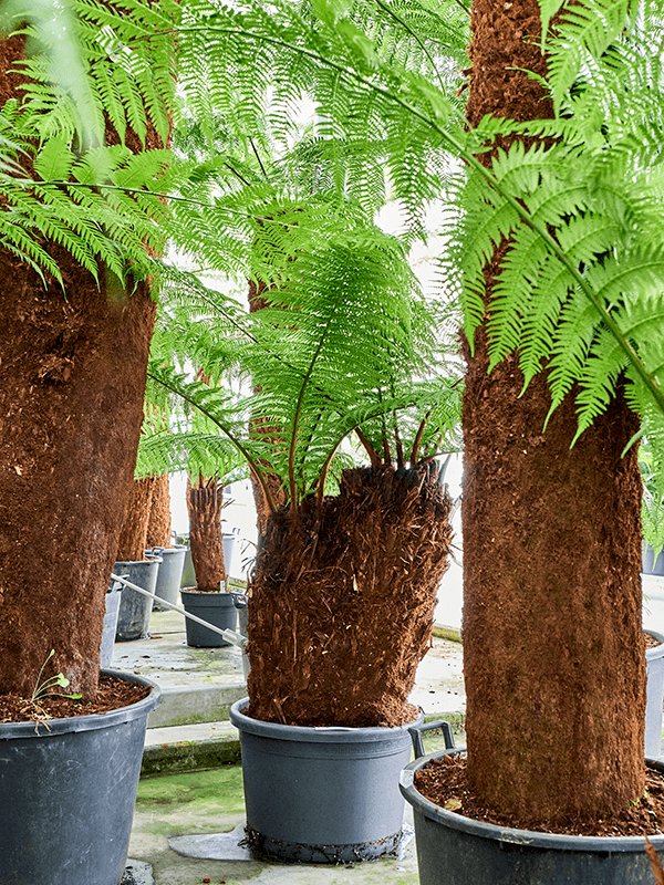 Lush Soft Tree Fern Dicksonia antarctica Tall Indoor House Plants Trees