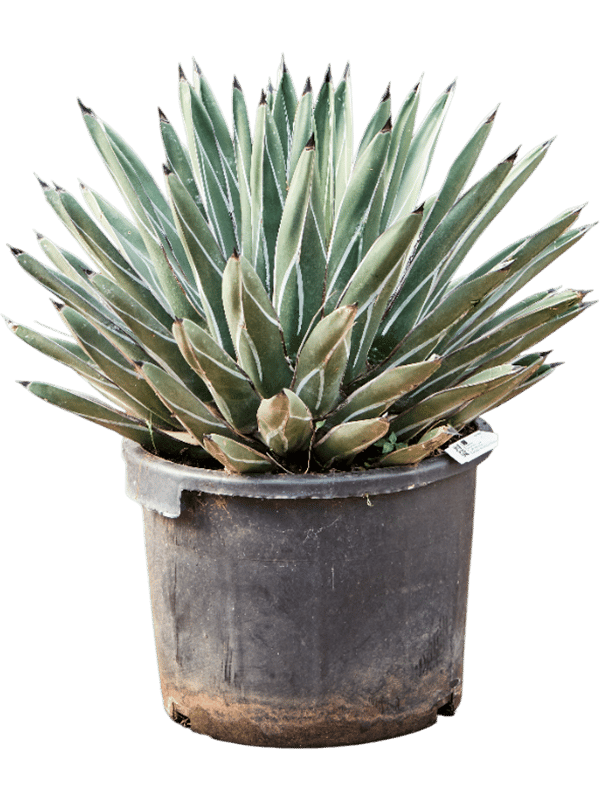Easy-Care Agave ferdinandi 'Regis' Indoor House Plants