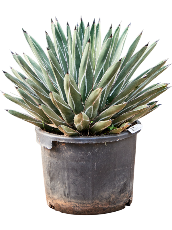 Easy-Care Agave ferdinandi 'Regis' Indoor House Plants