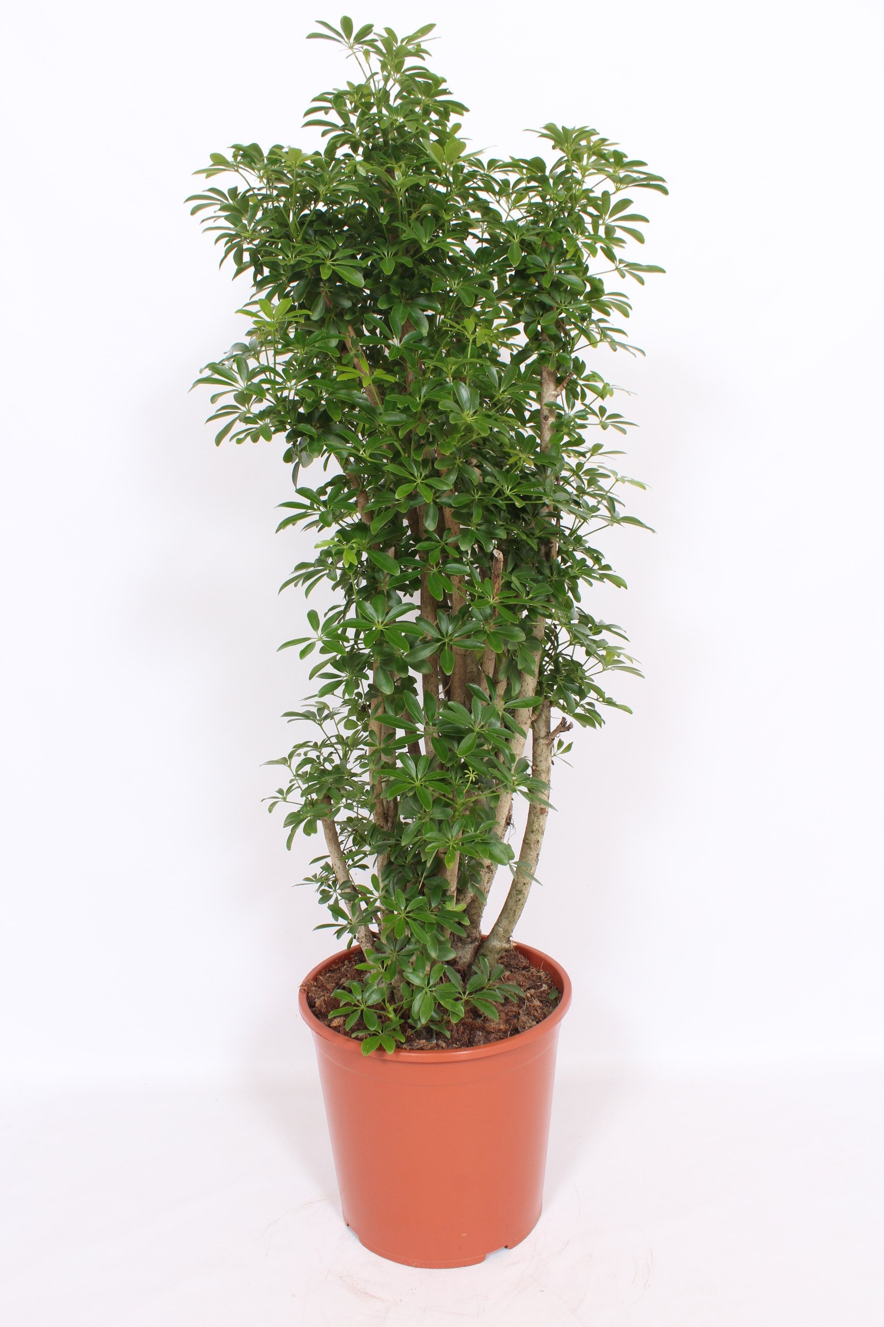 Easy-Care Umbrella Tree Schefflera arboricola 'Luseana' Indoor House Plants