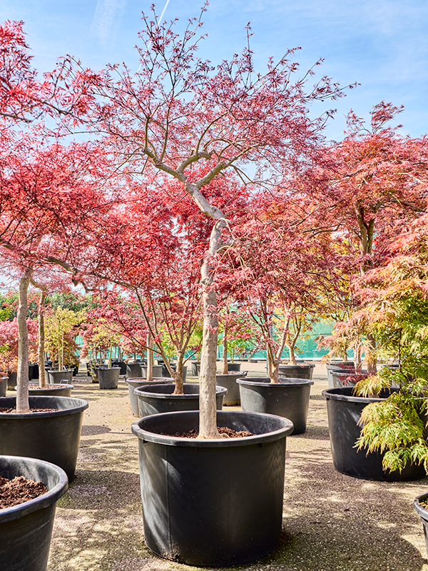Acer pal. diss. 'Inaba-shidare'