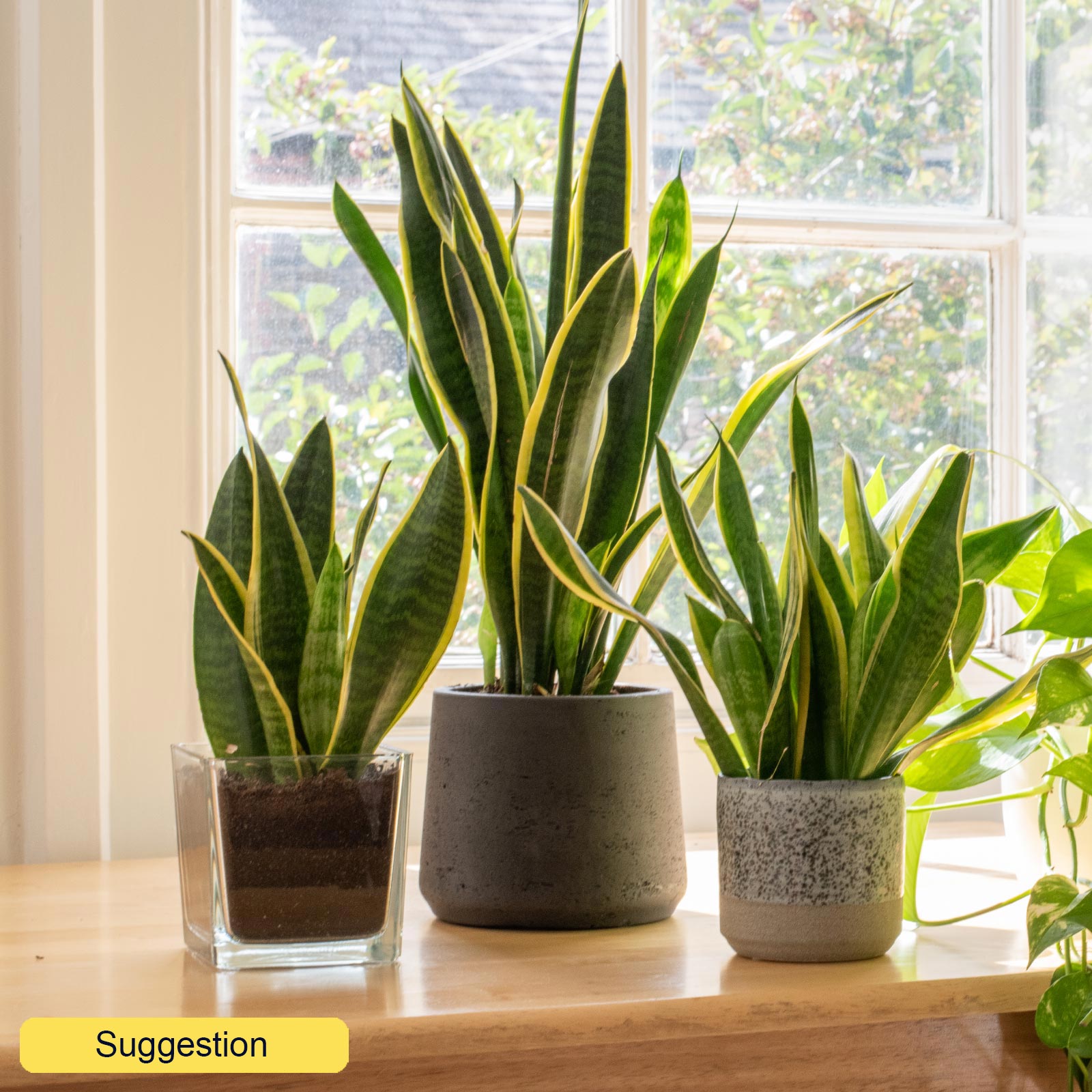 Elegant Snake Plant Sansevieria trifasciata 'Laurentii' Indoor House Plants