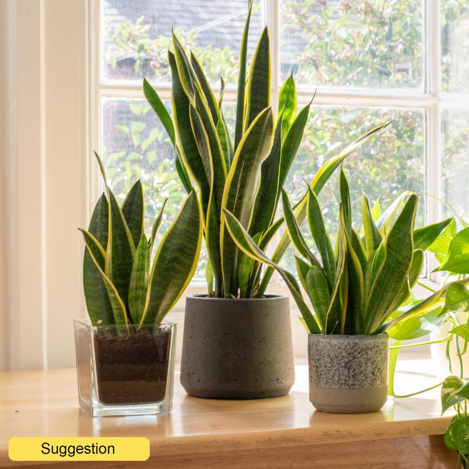 Elegant Snake Plant Sansevieria trifasciata 'Laurentii' Indoor