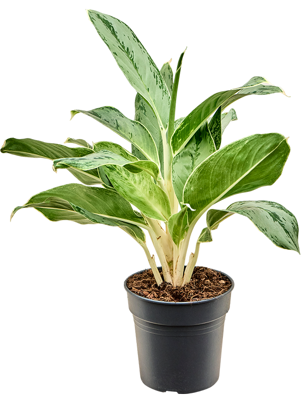 Aglaonema 'Horizon'