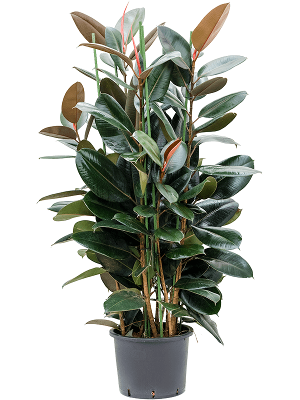Lush Rubber Plant Ficus elastica 'Abidjan' Indoor House Plants